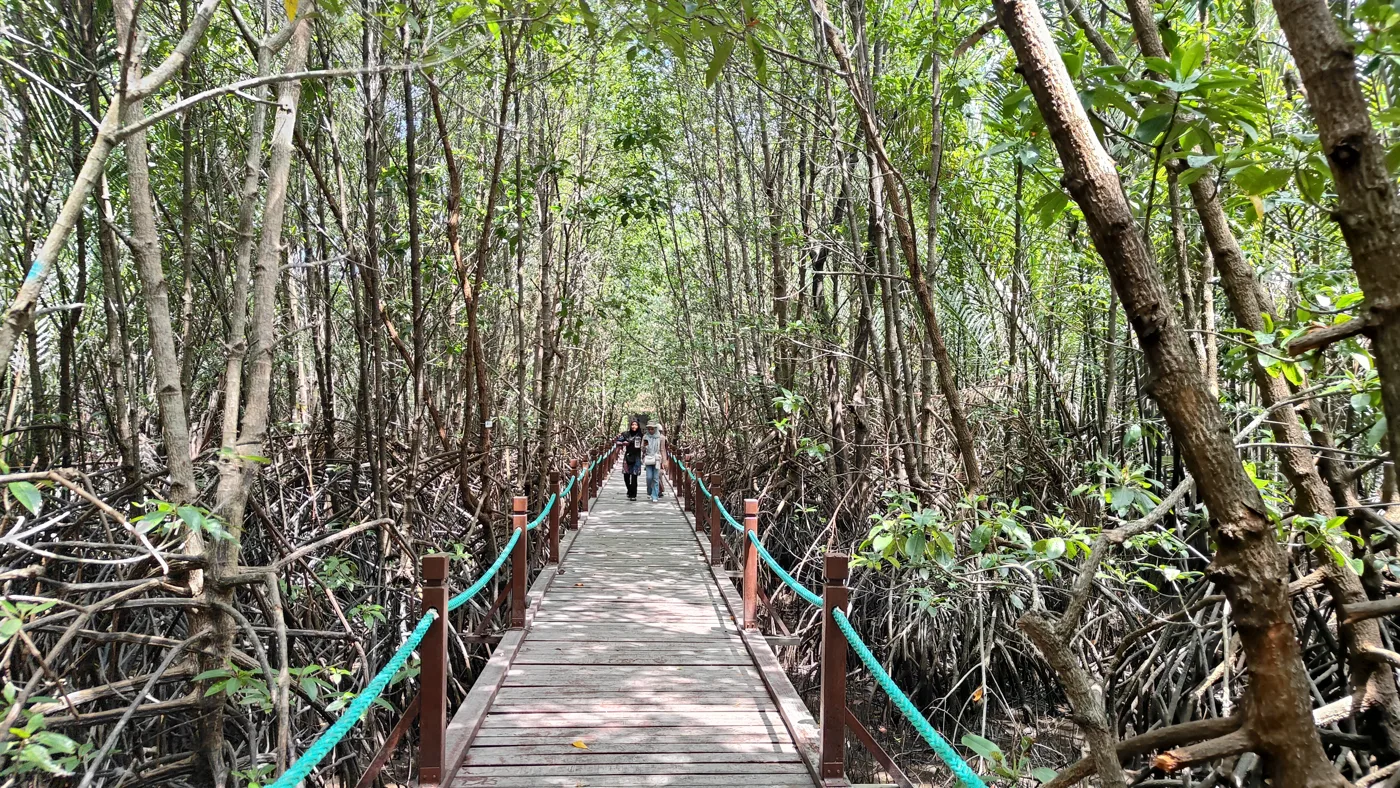 Laluan kayu di Taman Negeri Setiu Wetlands